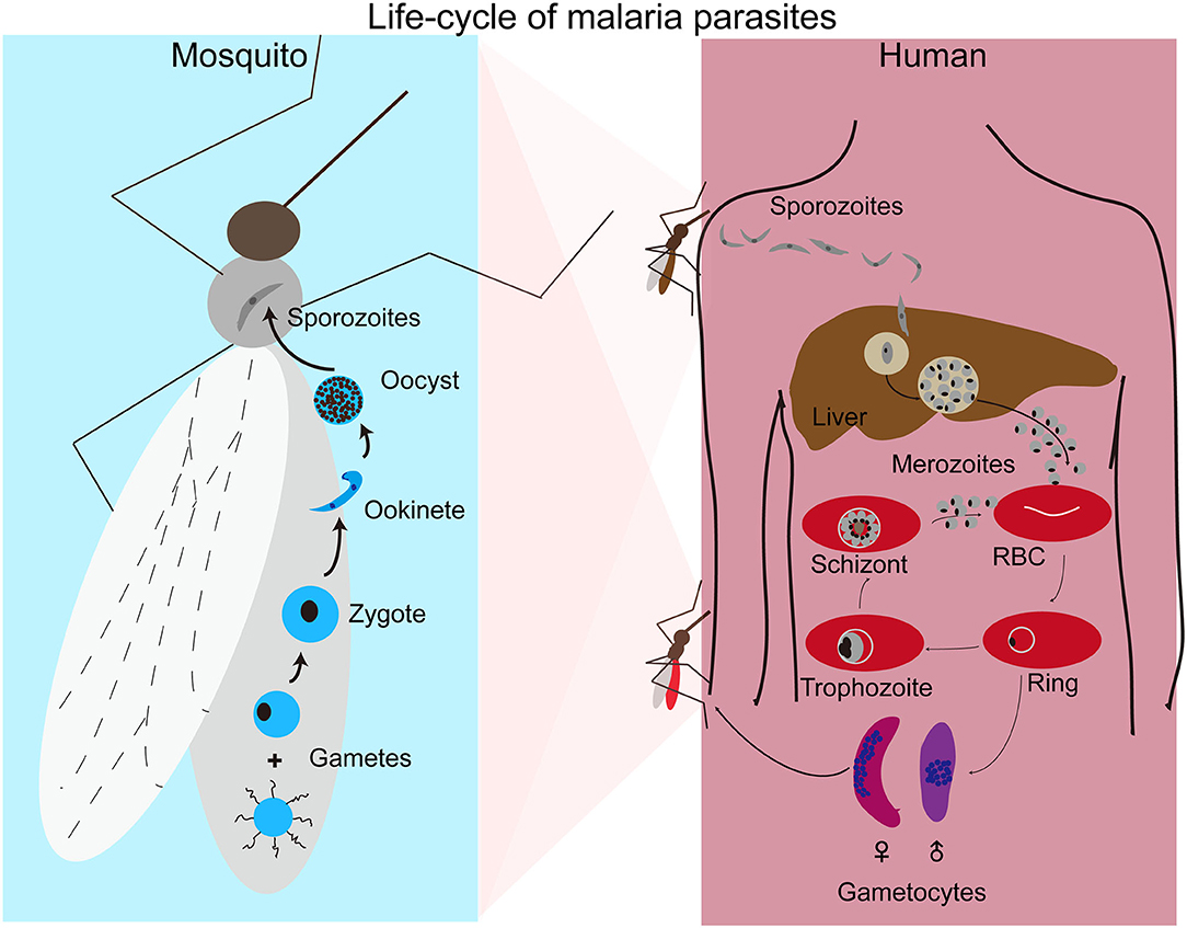 Заражение человека малярией происходит. Malaria цикл. Жизненный цикл малярийного плазмодия. Малярийный паразит. Малярийный плазмодий паразит.