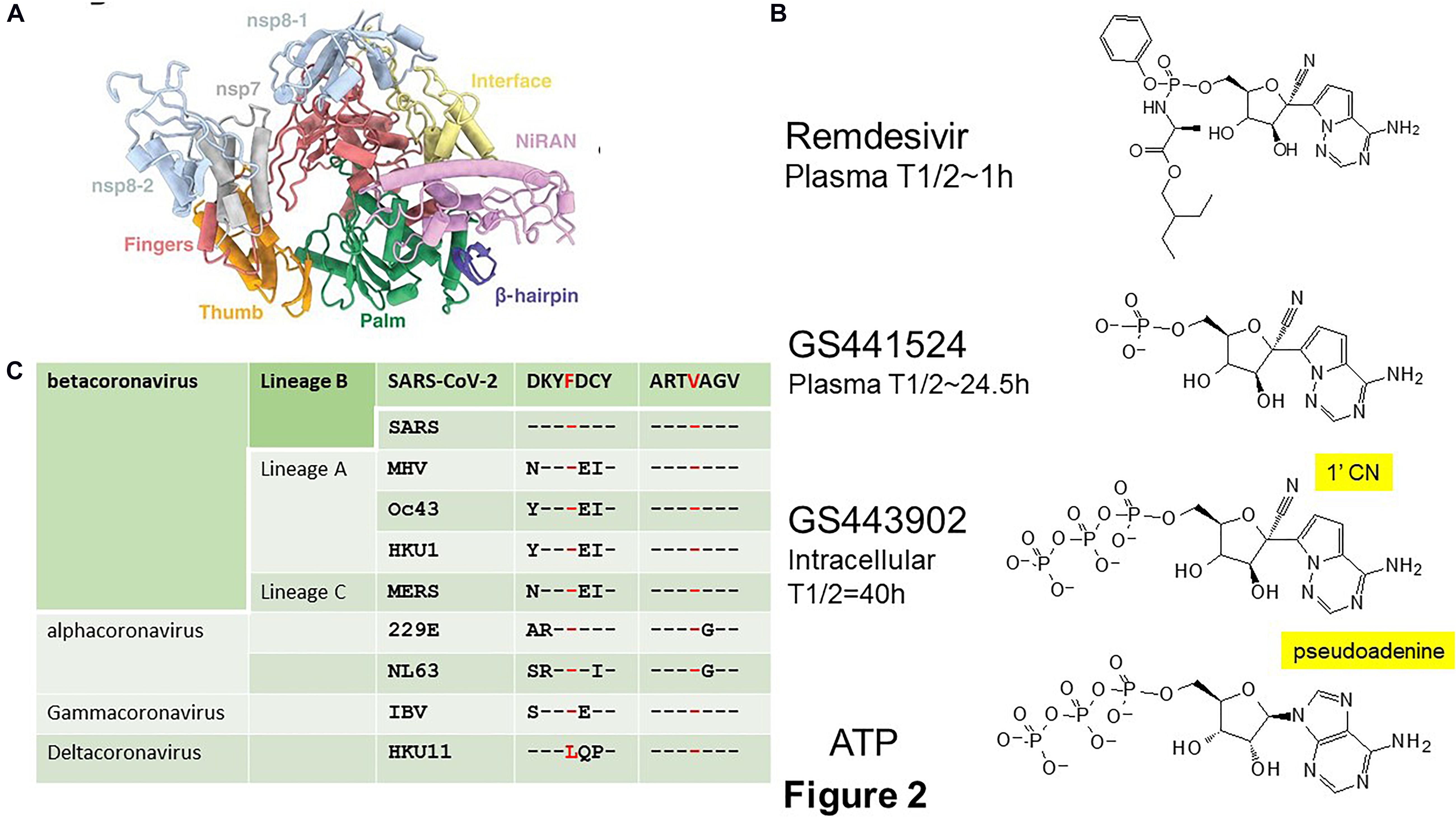 Frontiers Current and Future Direct-Acting Antivirals Against COVID-19