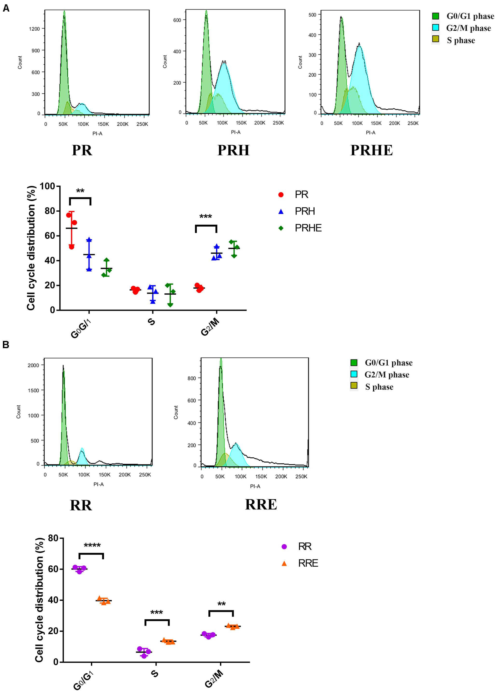 Replicatively senescent cells are arrested in G1 and G2 phases - Figure F1