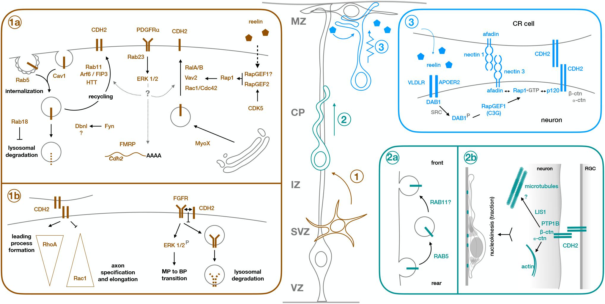 Frontiers | Molecular Mechanisms of Cadherin Function During Cortical ...