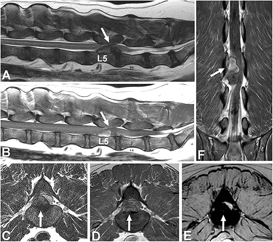 Inverted disc disease in dogs new arrivals