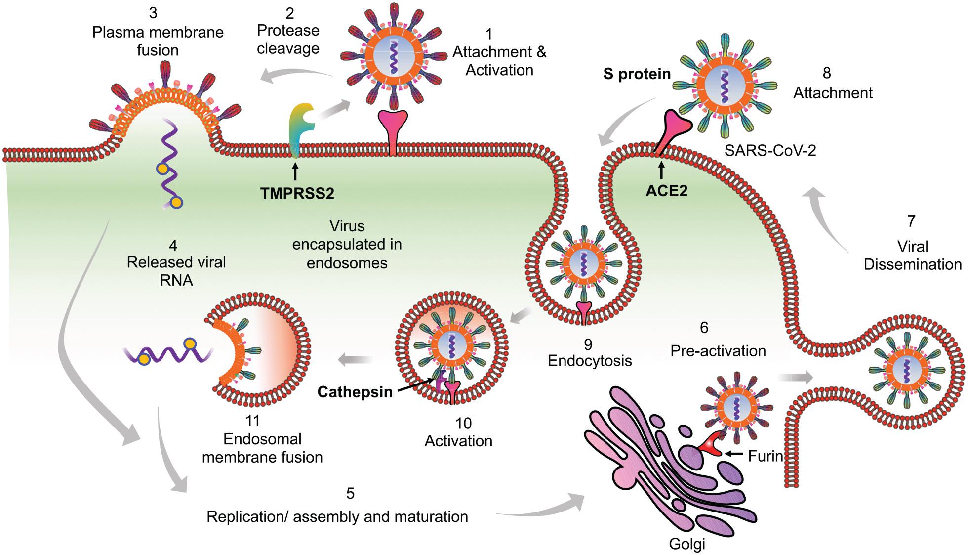 2 штамм коронавируса. Коронавирус SARS-cov-2 патогенез. Схема строения SARS-cov-2. Коронавирус SARS-cov-2 строение. Рецепторы клеток для SARS-cov-2.