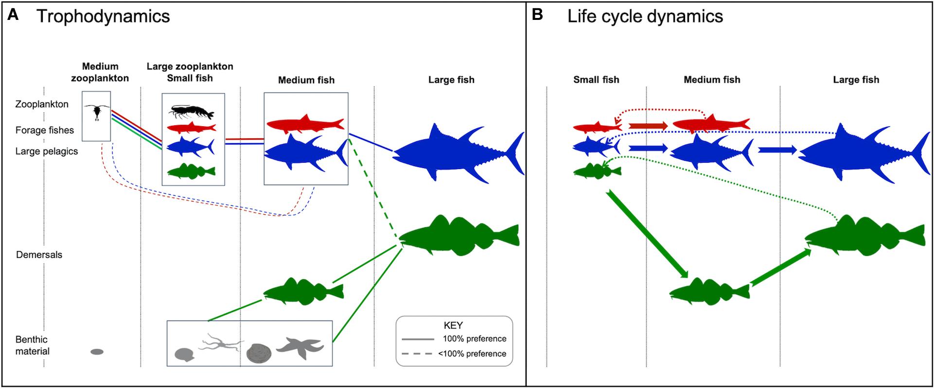 Frontiers  Large Pelagic Fish Are Most Sensitive to Climate Change Despite  Pelagification of Ocean Food Webs