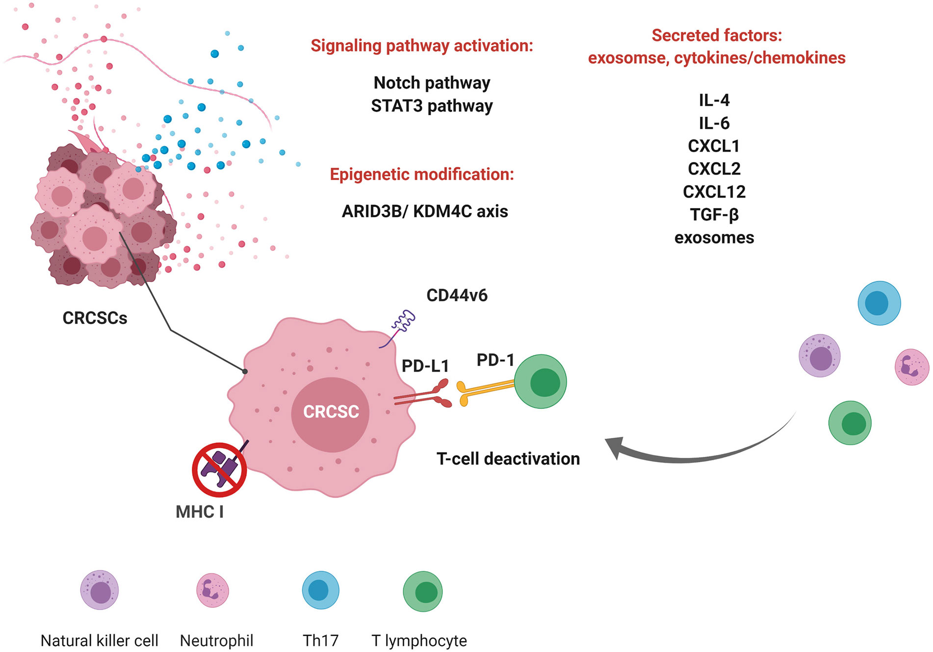 Frontiers Immune Adaptation Of Colorectal Cancer Stem Cells And Their