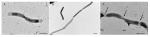 www.frontiersin.org