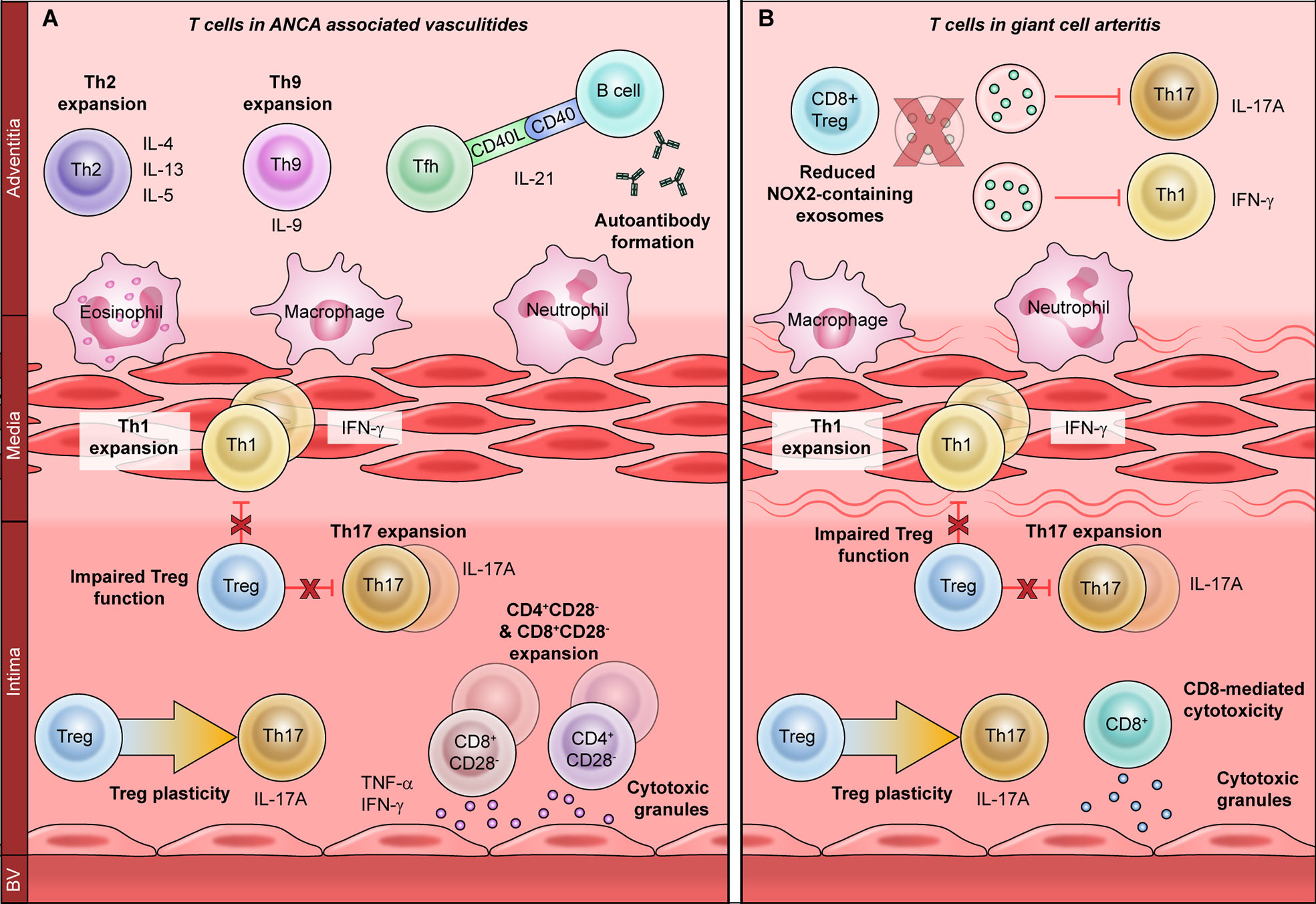 Frontiers  Inflammation and immune cell abnormalities in