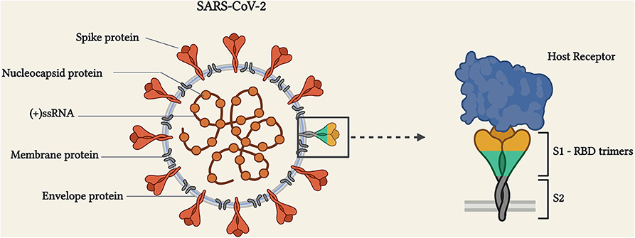 an interpretation of the SCP-008 protein. : r/SCP