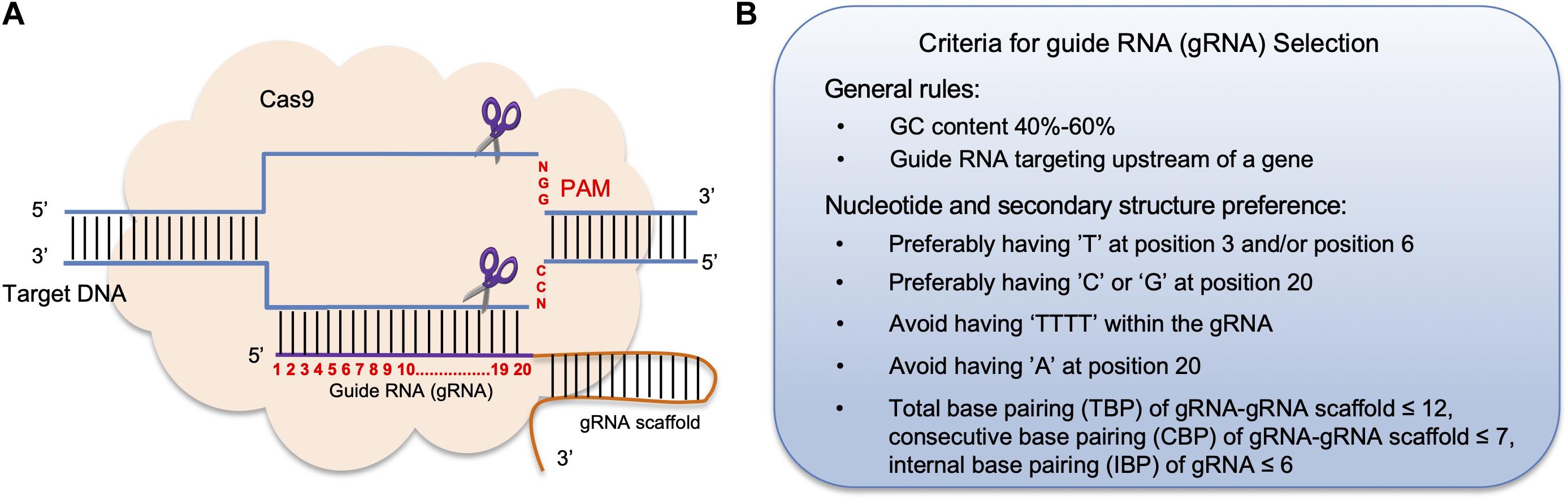 Frontiers Crispr Cas9 Genome Editing Technology A Valuable Tool For Understanding Plant Cell Wall Biosynthesis And Function Plant Science