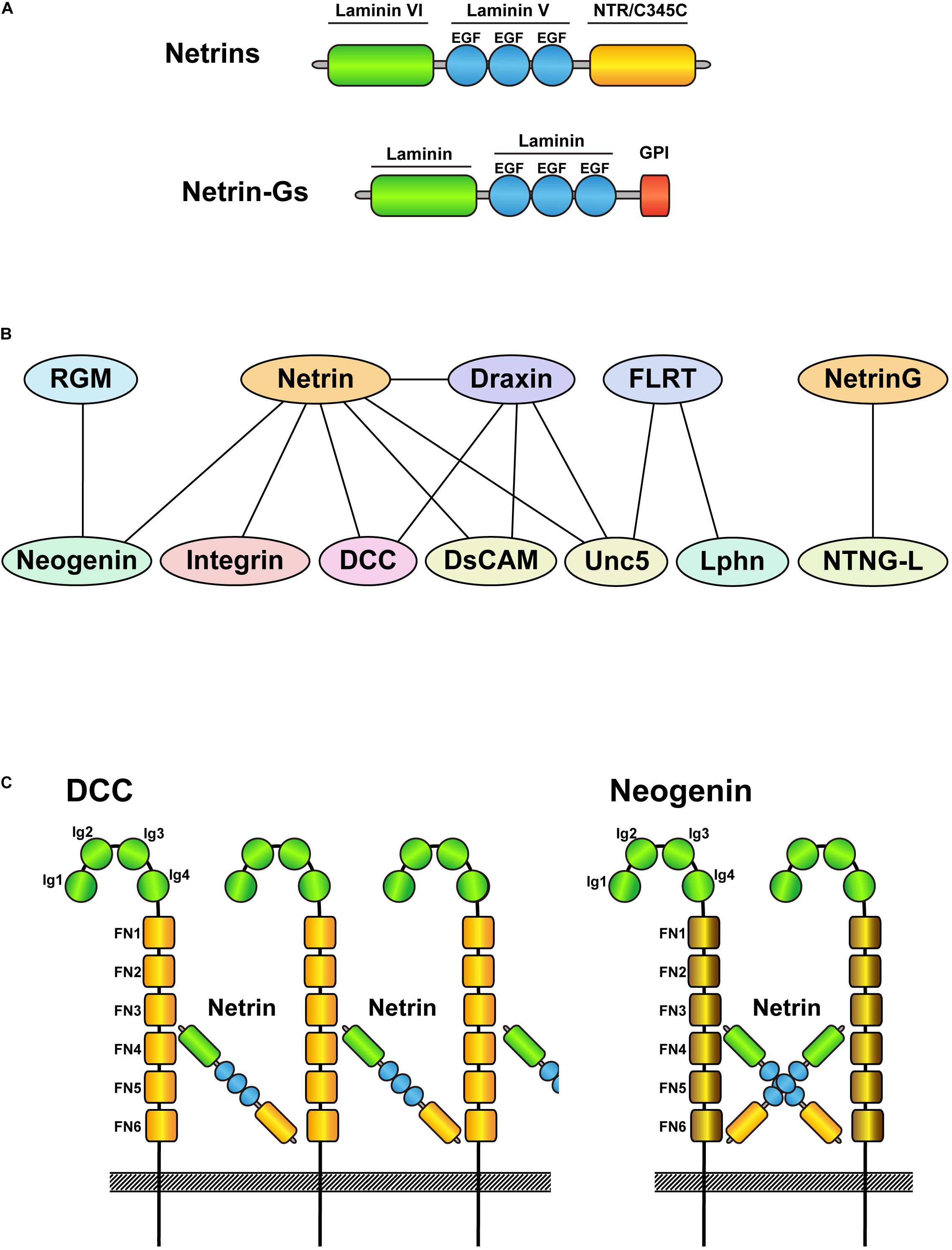 Frontiers | Involvement of Netrins and Their Receptors in Neuronal Migration in Cerebral Cortex | Cell and Developmental