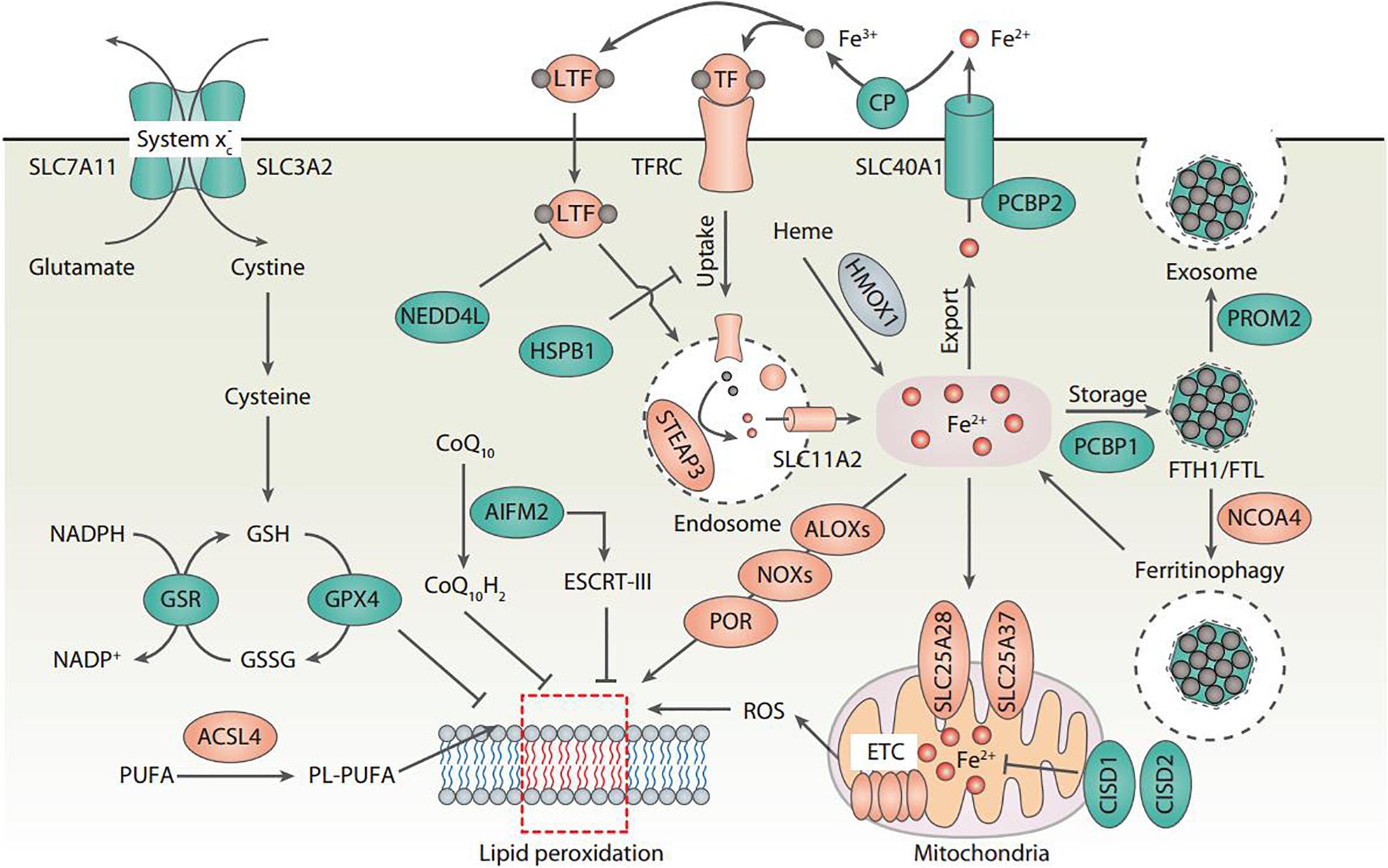 Frontiers | Iron Metabolism in Ferroptosis | Cell and 