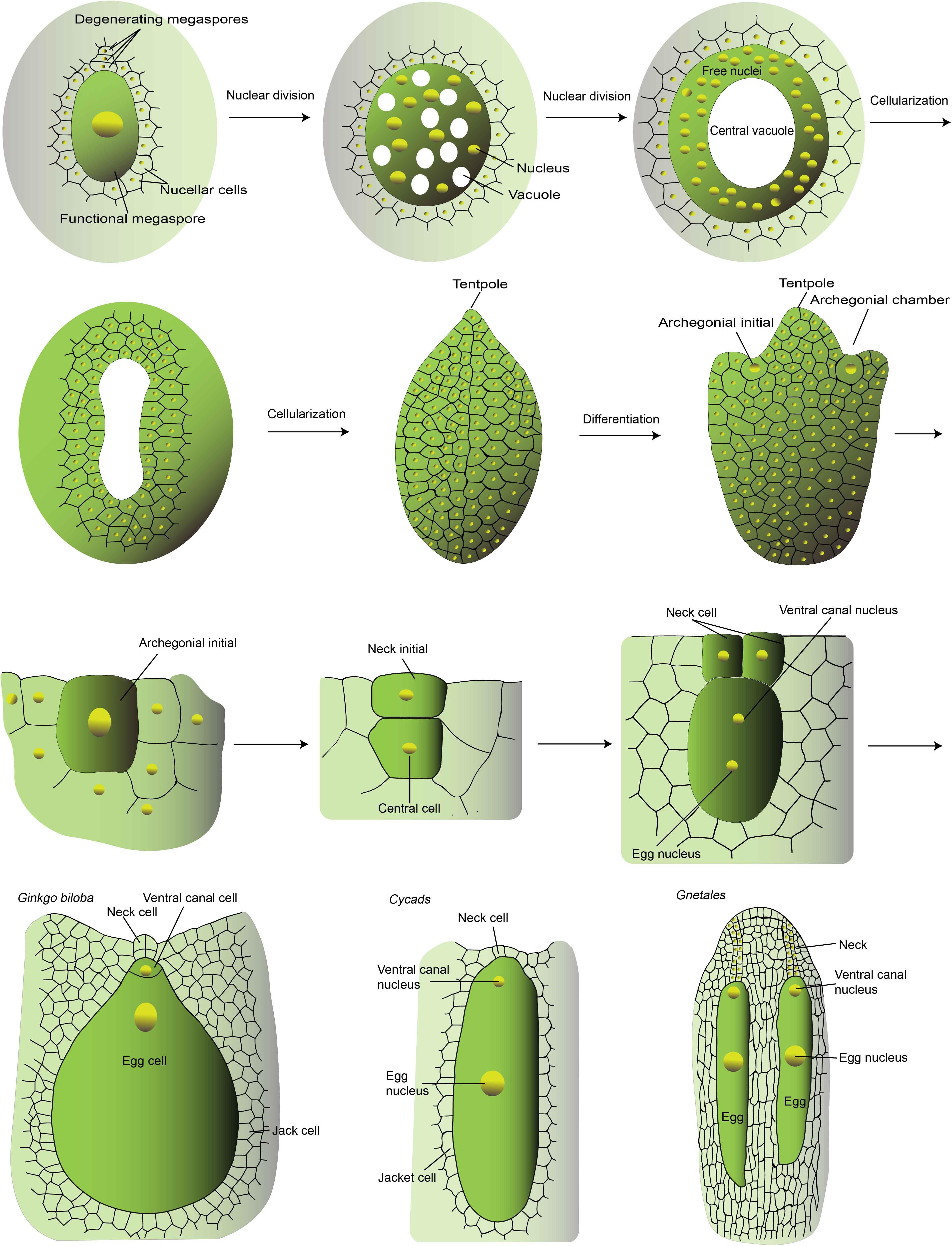 Structure of Flowering Plants