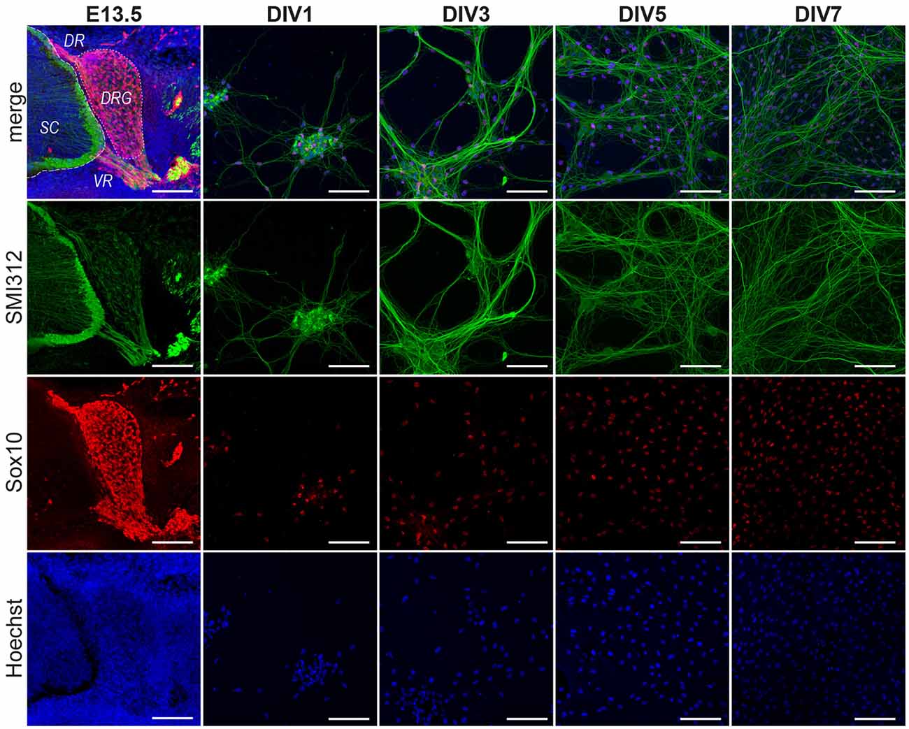 Восстановление клеток. 3t3 Mouse Cells Lifetime Fluorescence. Dissociated Cell Culture. Dissociated Cell Culture diagram.