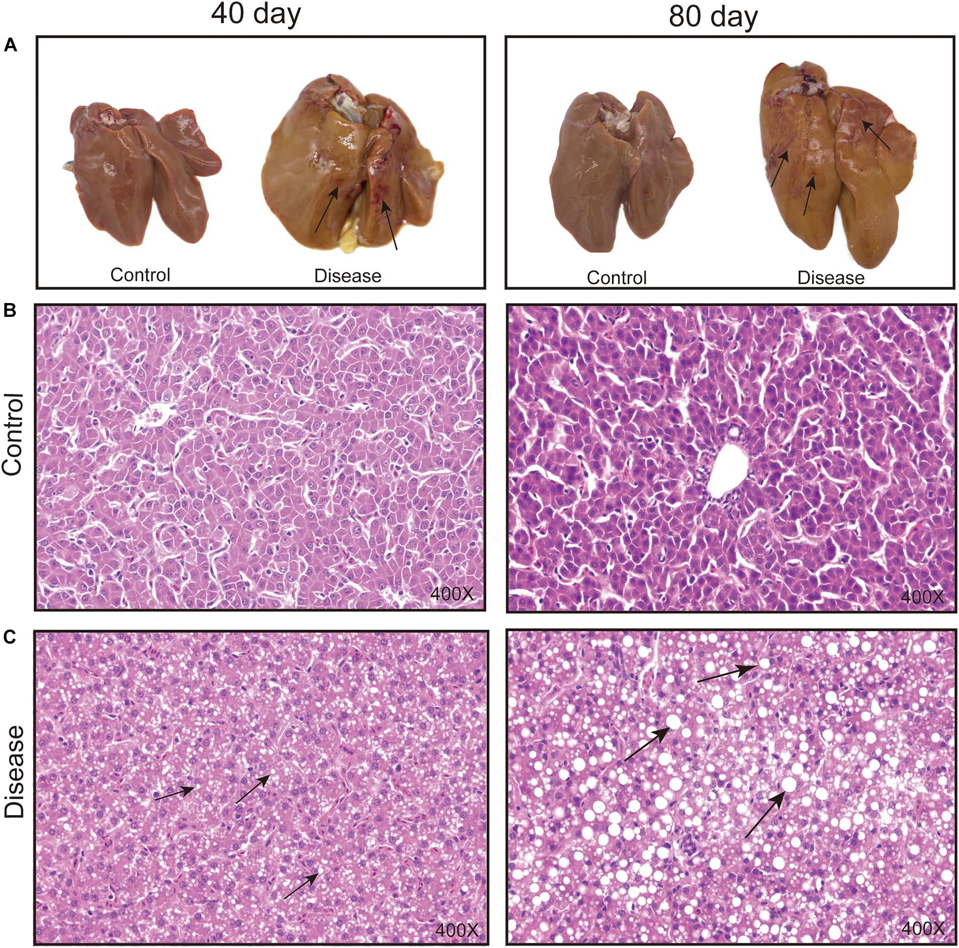 Frontiers | Serum Metabolomic Profiling to Reveal Potential Biomarkers for the Diagnosis of Fatty Liver Hemorrhagic Syndrome in Laying Hens Frontiers | Serum Metabolomic Profiling to Reveal Potential Biomarkers for the Diagnosis of Fatty Liver Hemorrhagic Syndrome in Laying Hens