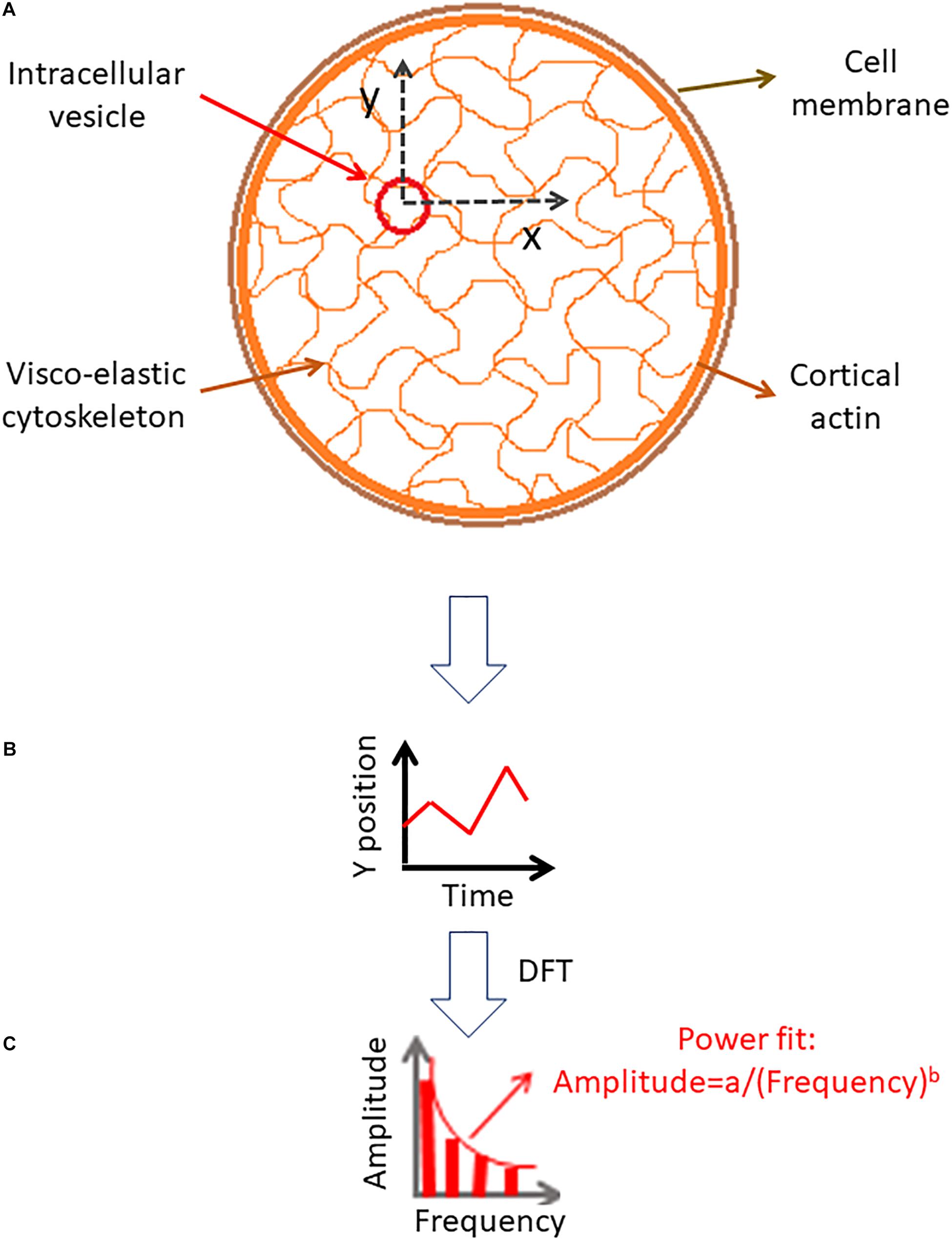 Target shape samples and size distribution of MSD and synapse