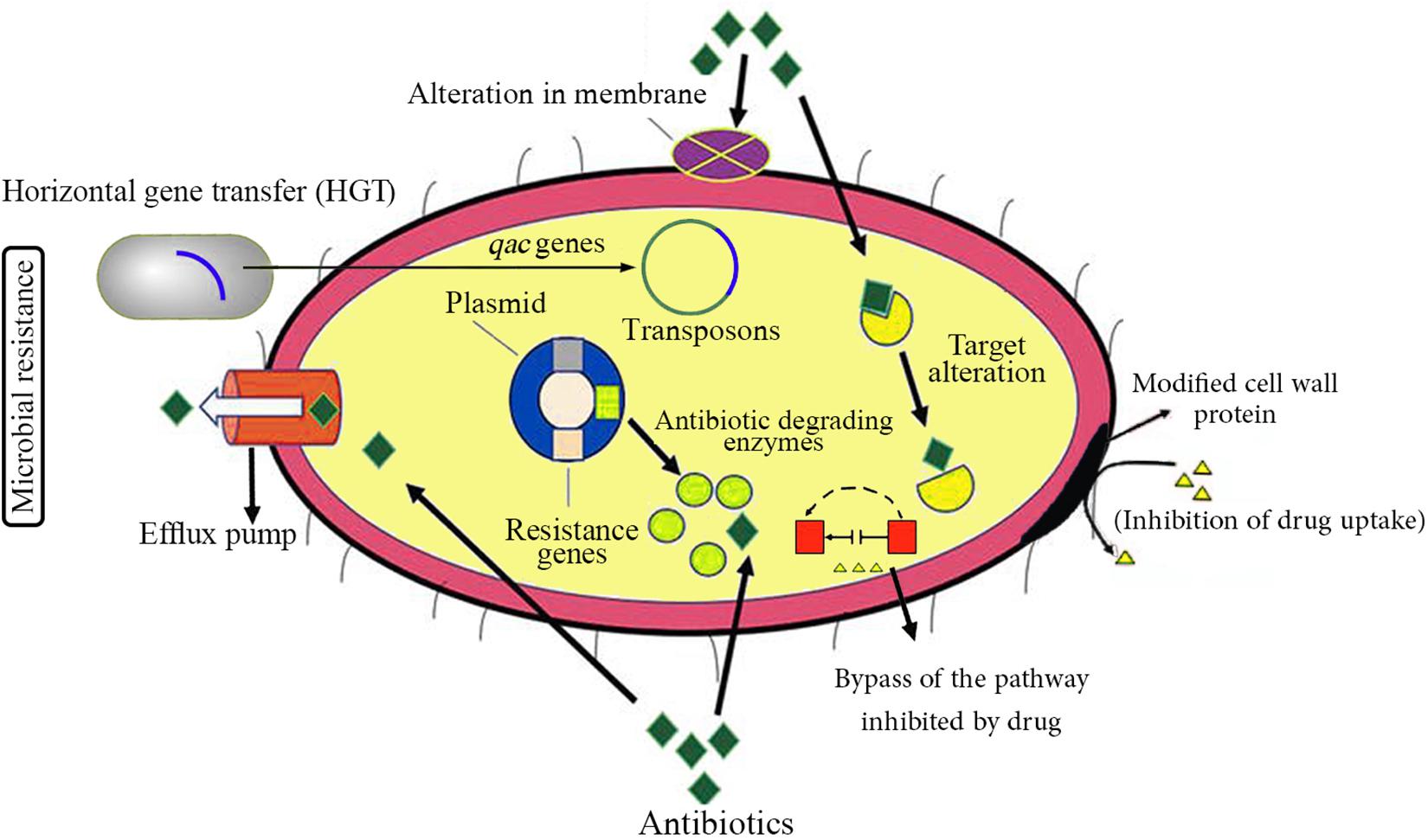 Antimicrobial resistance (AMR) and Antibacterial Resistance (ABR)