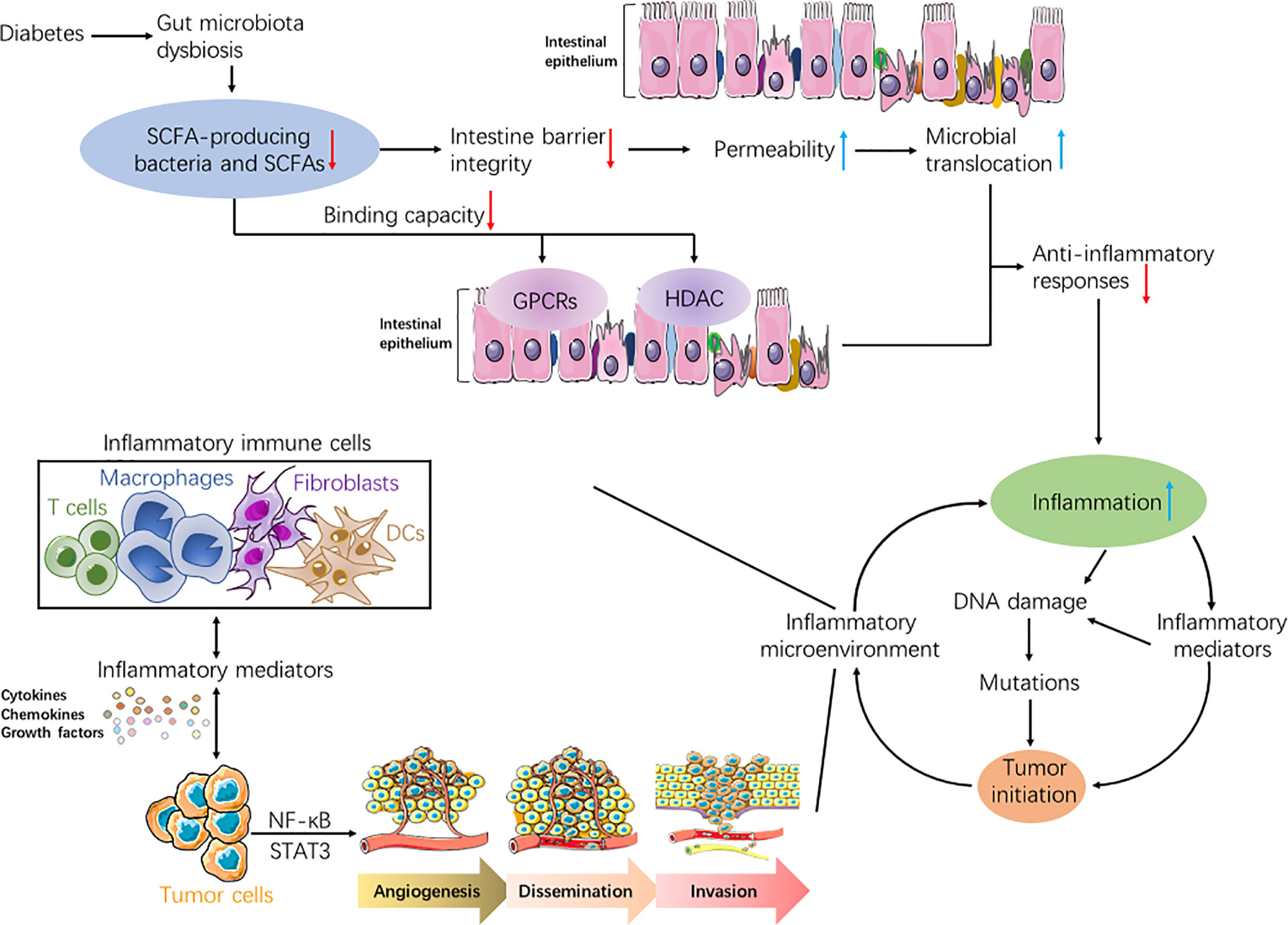 Fatty Acid Chain