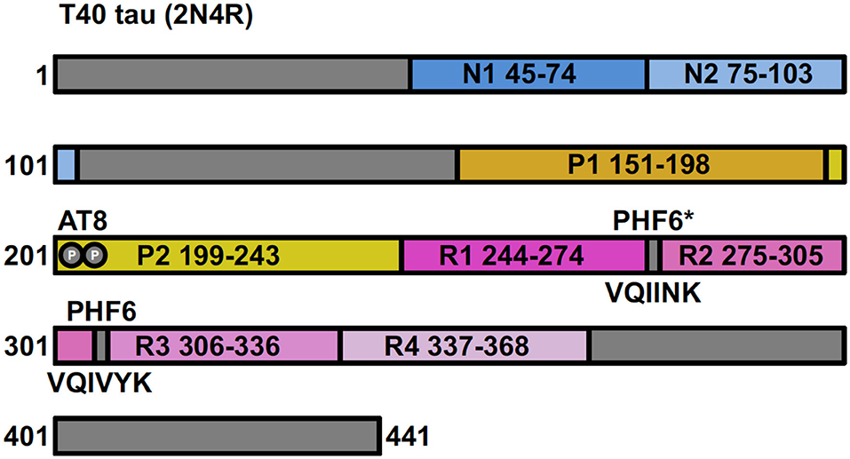 Frontiers   Tau Filament Self Assembly and Structure: Tau as a