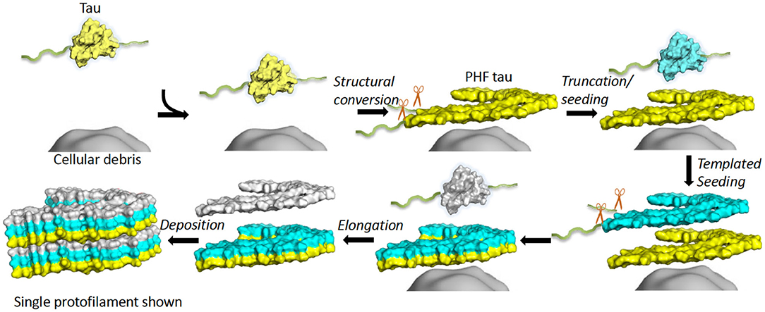 Assembly of recombinant tau into filaments identical to those of
