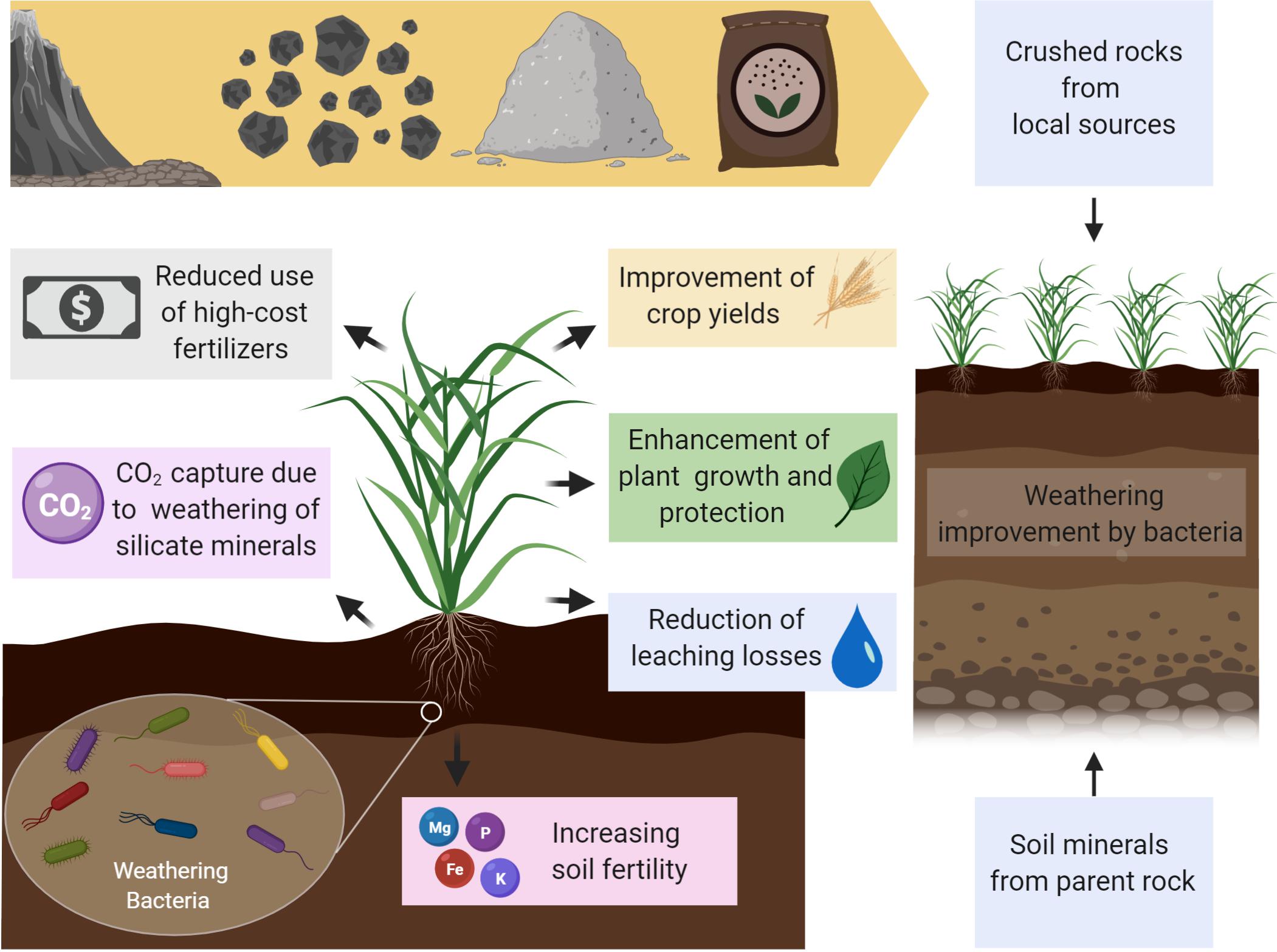 Frontiers Use Of Mineral Weathering Bacteria To Enhance Nutrient Availability In Crops A Review Plant Science