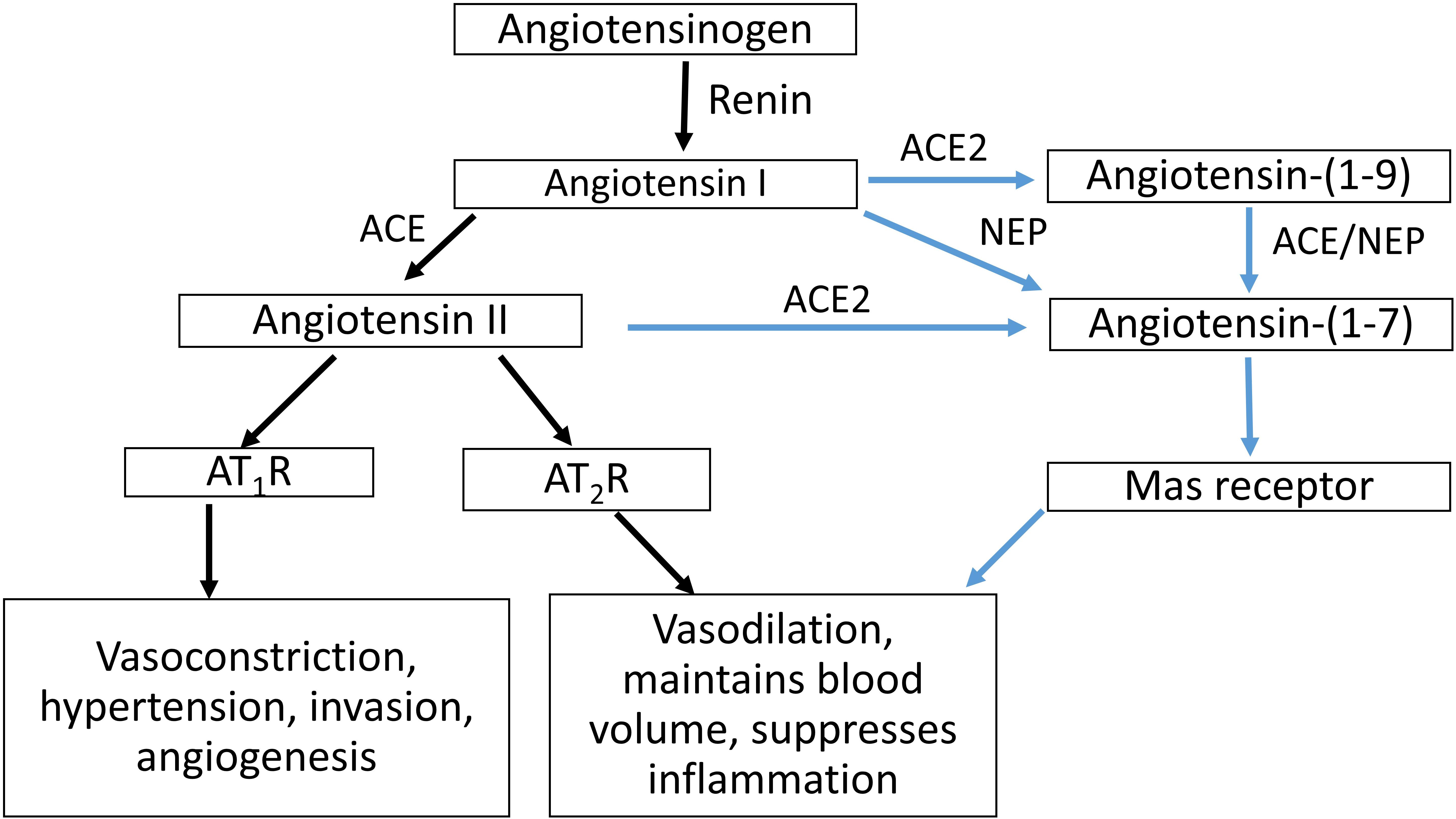 Frontiers Angiotensin Converting Enzyme 2 (ACE2) in Pregnancy