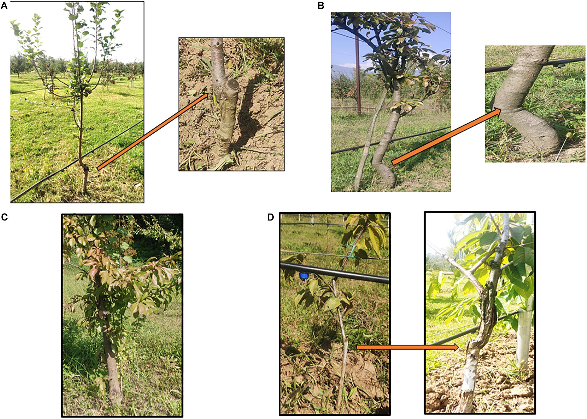 6 Steps To Grafting Fruit Trees