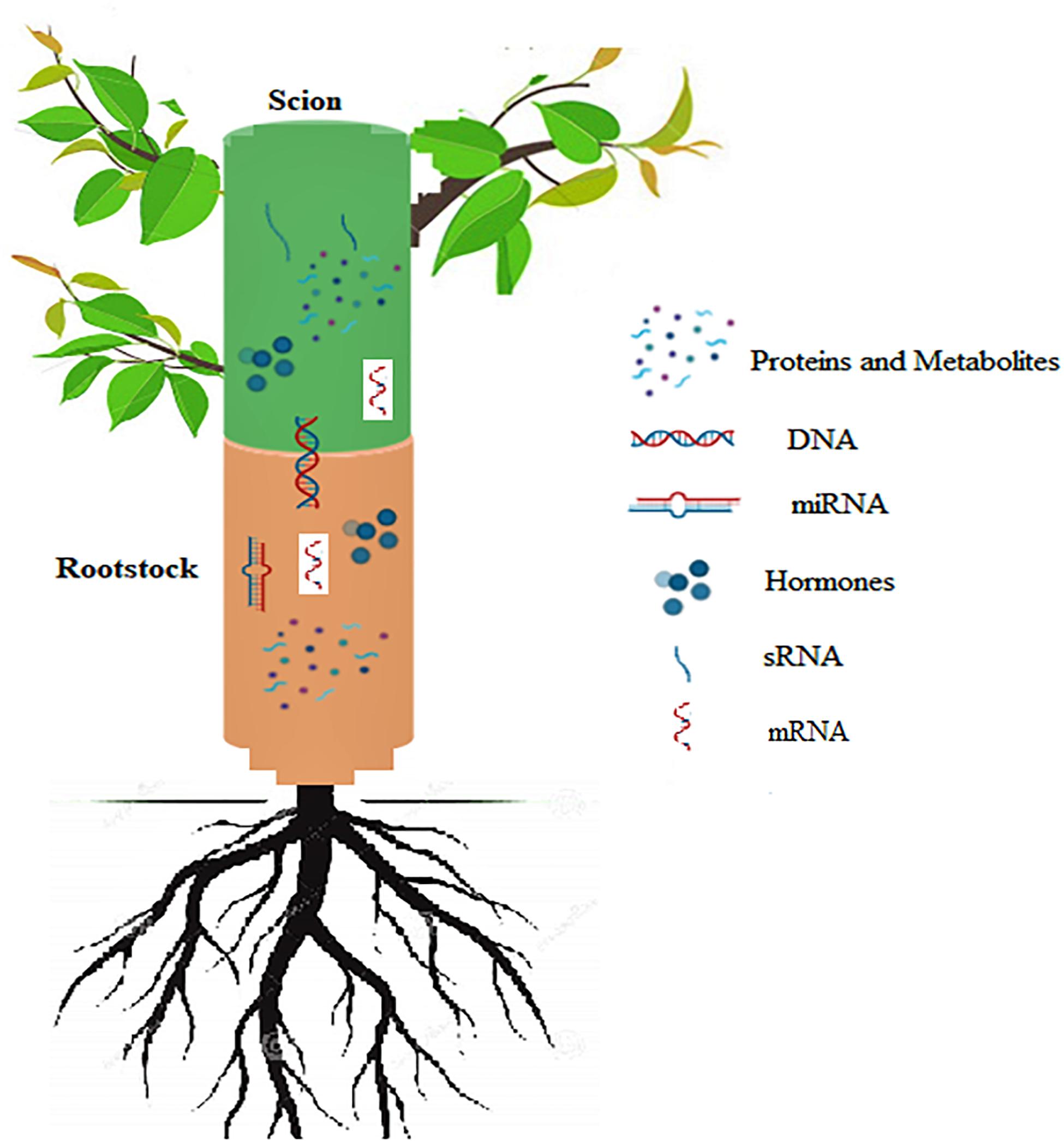 Frontiers | Mechanisms Underlying Graft Union Formation and ...