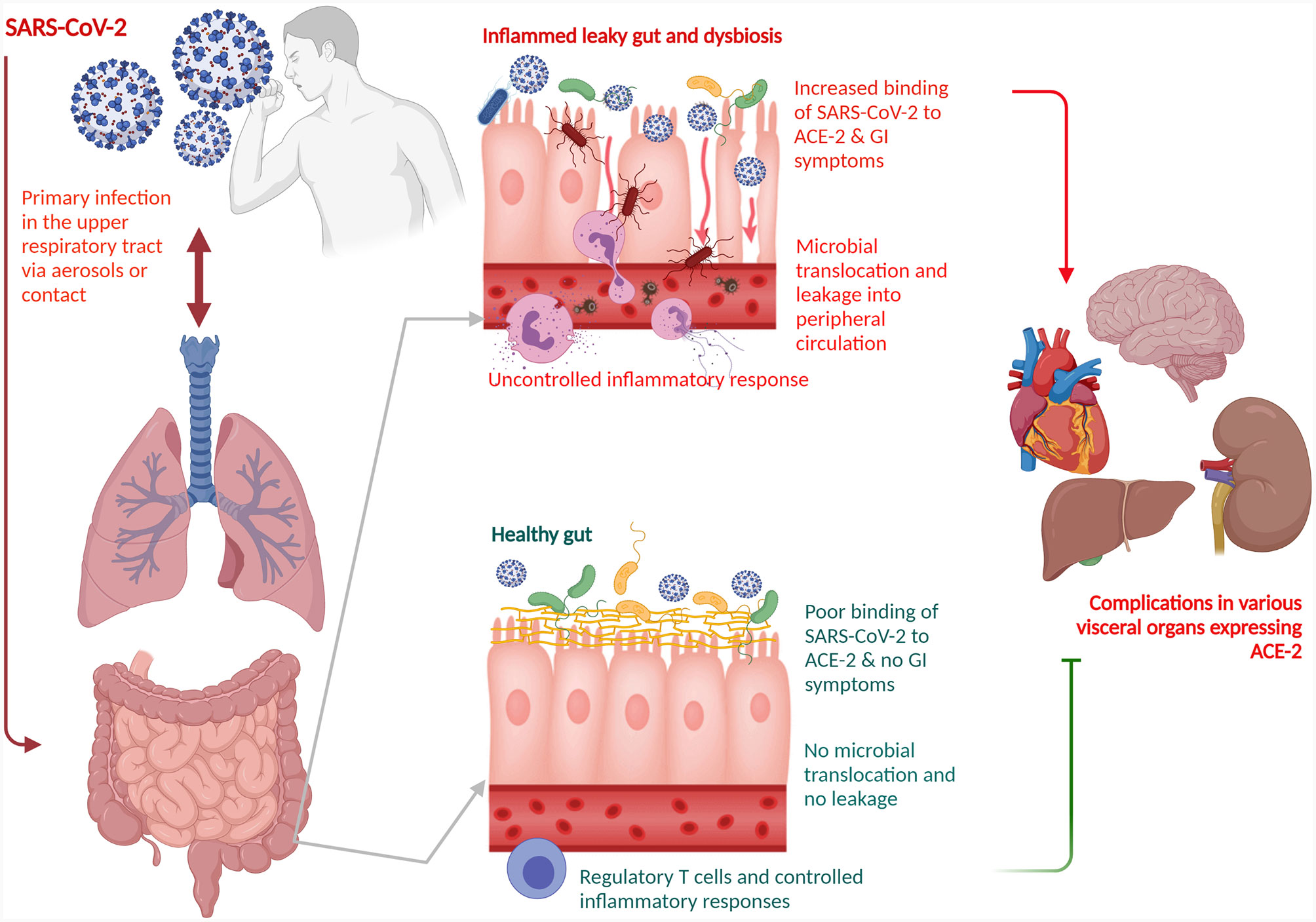 Frontiers Sars Cov 2 Indigenous Microbiota Nexus Does Gut Microbiota