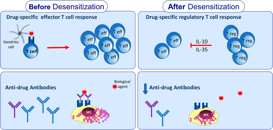Frontiers | Mechanisms of Drug Desensitization: Not Only Mast Cells