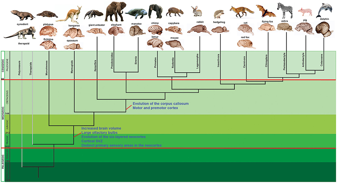 rock pocket mouse lab answers