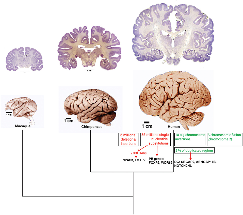 The genetic architecture of the human cerebral cortex
