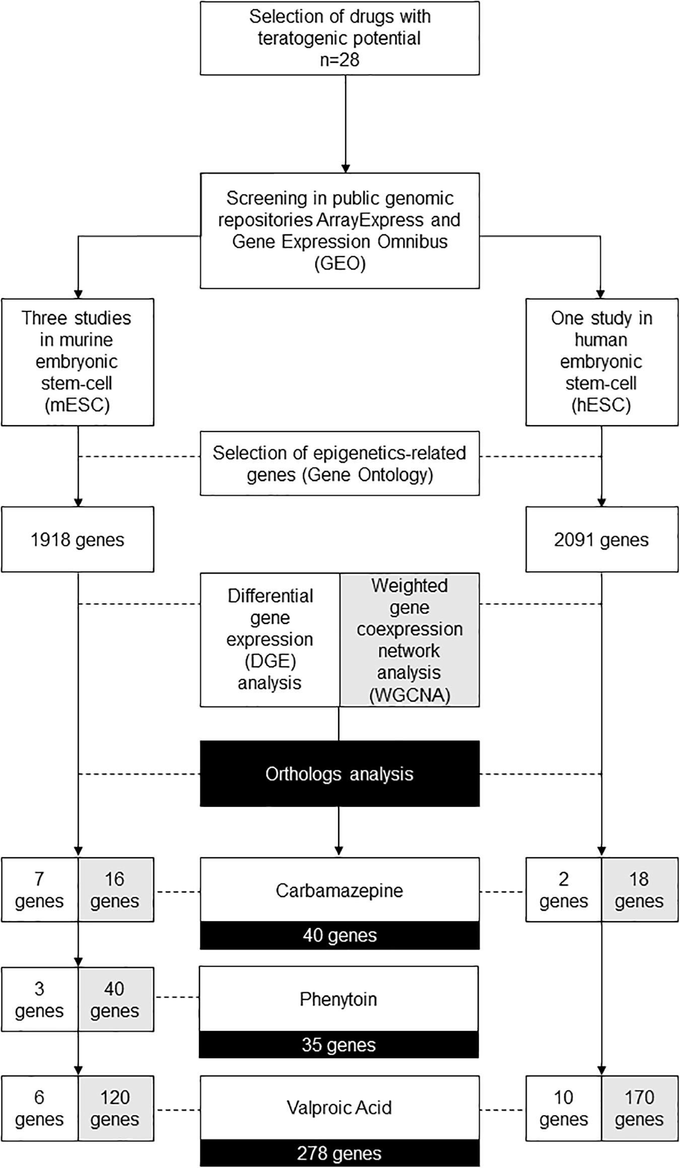 Www Spitzz9tk Ramy Kirashana Sex Vedio - Frontiers | Anticonvulsants and Chromatin-Genes Expression: A Systems  Biology Investigation