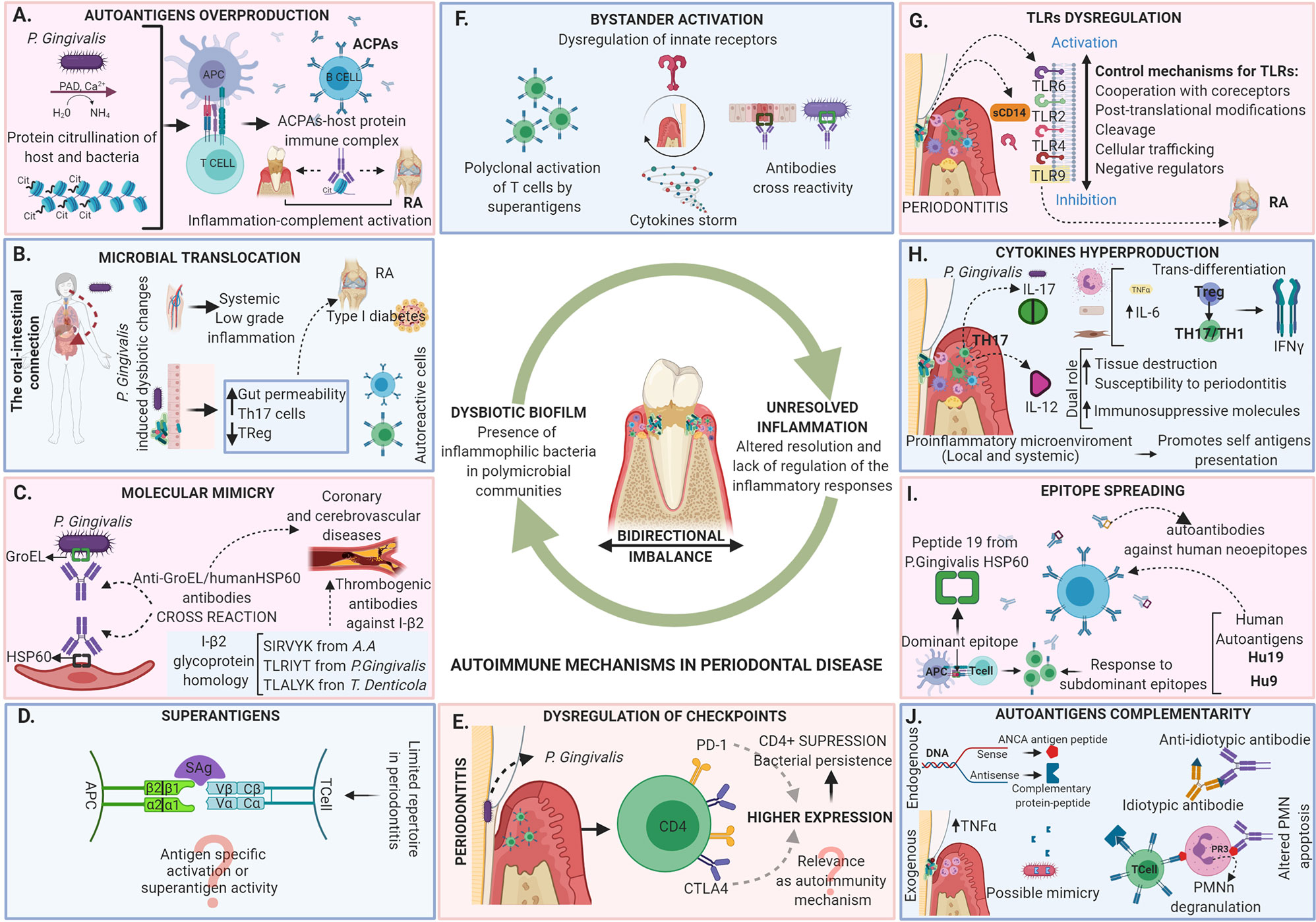 Frontiers | Oral Dysbiosis and Autoimmunity: From Local Periodontal  Responses to an Imbalanced Systemic Immunity. A Review