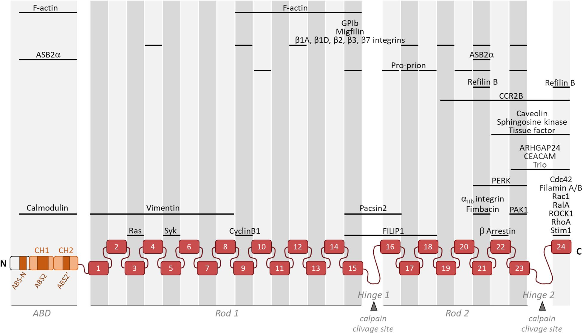 Terminal trui knal Frontiers | Molecular Tuning of Filamin A Activities in the Context of  Adhesion and Migration