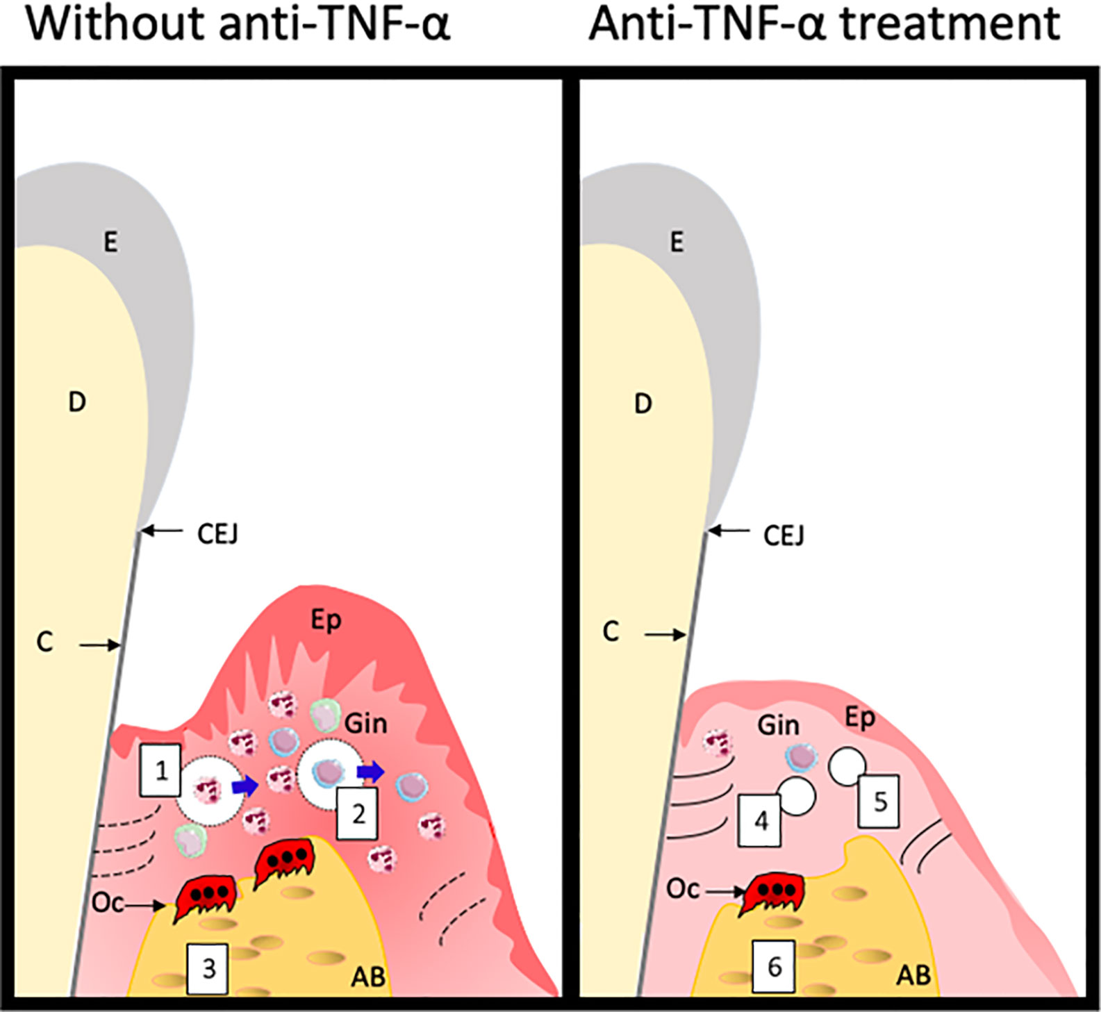 Changes of disease activity [(a) ASDAS; (b) BASDAI] for TNF-α inhibitor