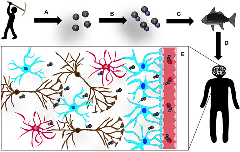Frontiers | Methylmercury Impact on Adult Neurogenesis: Is the Worst