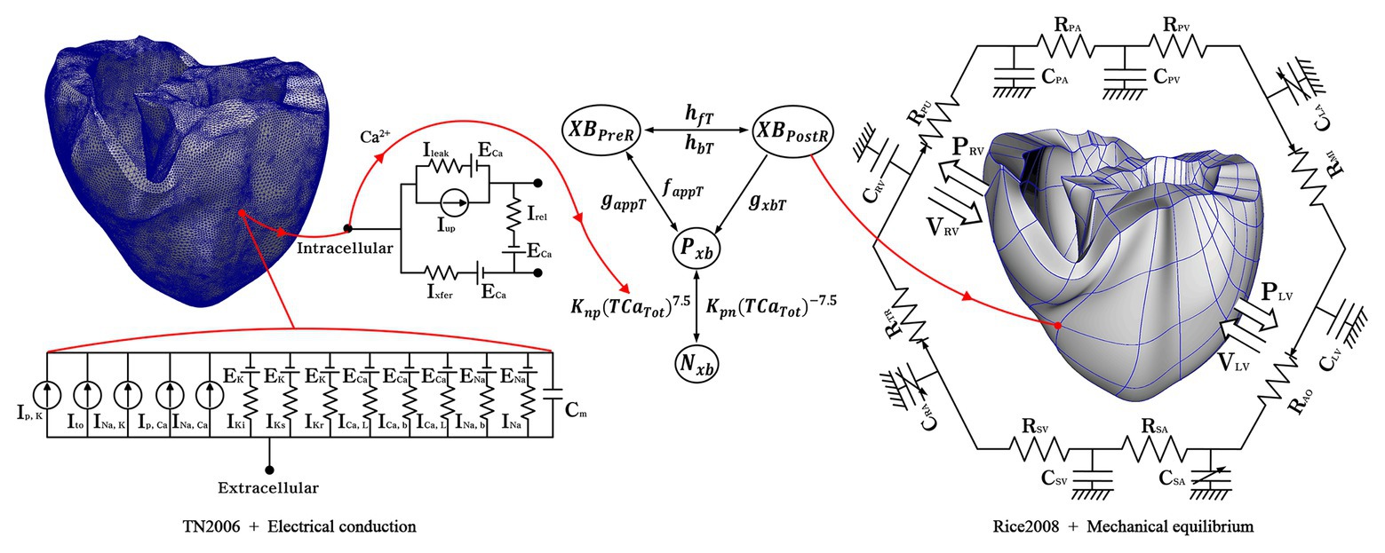 Frontiers  Prediction of Cardiac Mechanical Performance From Electrical  Features During Ventricular Tachyarrhythmia Simulation Using Machine  Learning Algorithms