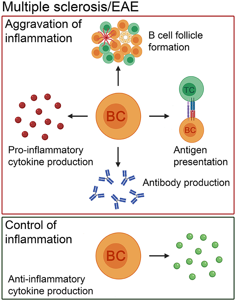 Frontiers  Inflammation and immune cell abnormalities in