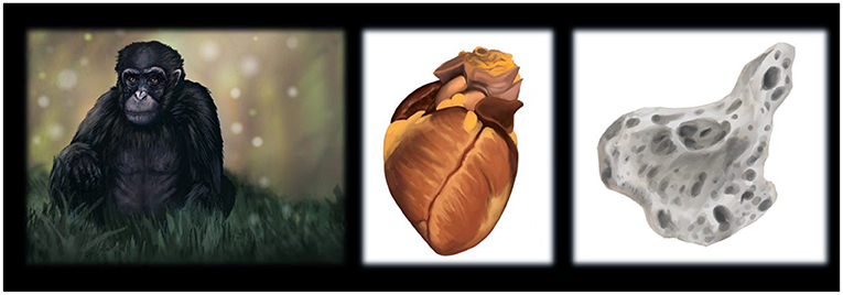 Figure 1 - Drawings of (A) a chimpanzee, (B) a chimpanzee heart, and (C) an os cordis discovered within a chimpanzee.