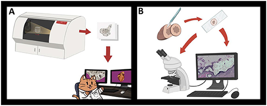 Figure 2 - We investigated chimpanzee hearts and the os cordis using two main techniques.