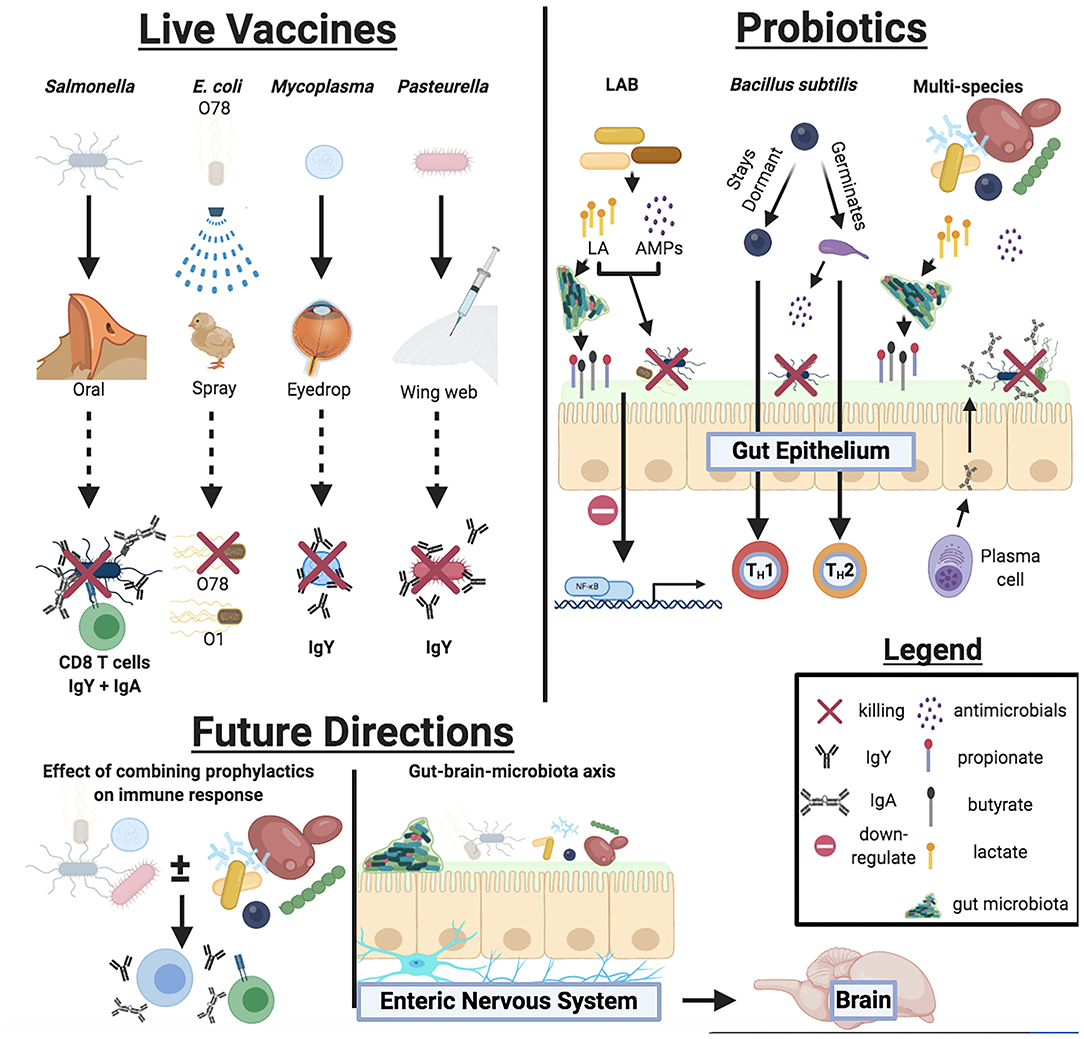 Applied and experimental bacterial vaccines. Today, established