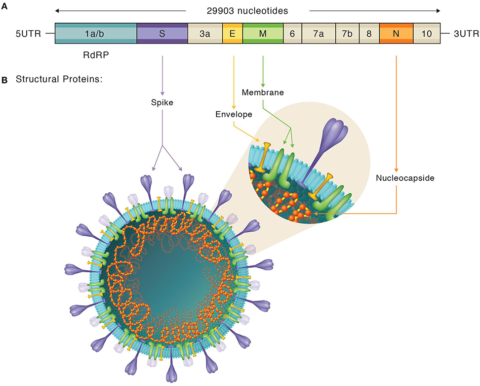 EuroImmun Launches PCR Test to Differentiate Covid-19 and Flu