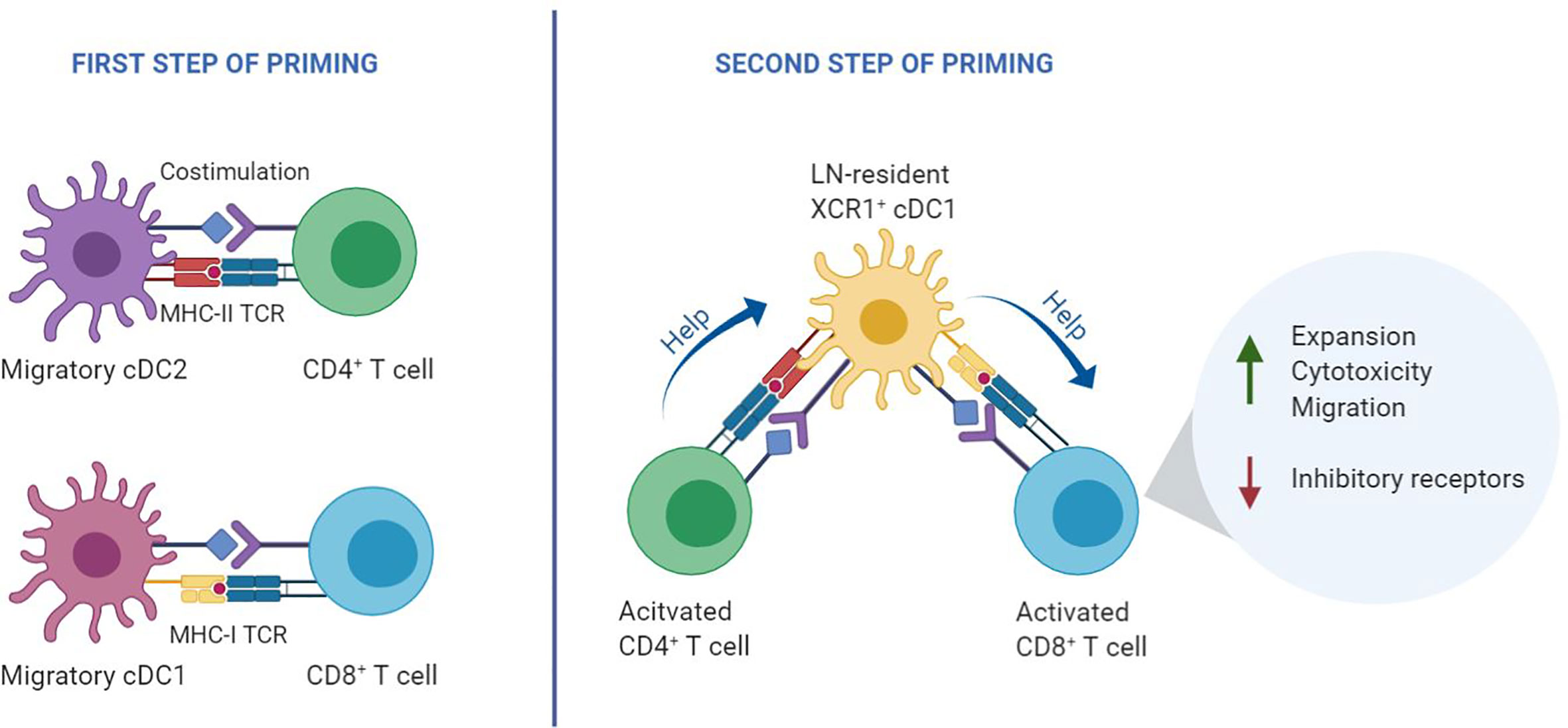 Frontiers Helpless Priming Sends Cd8 T Cells On The Road To Exhaustion