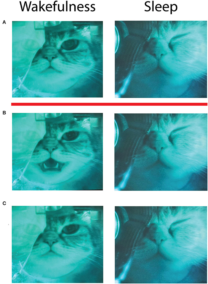 Sex with my cat in Hiroshima
