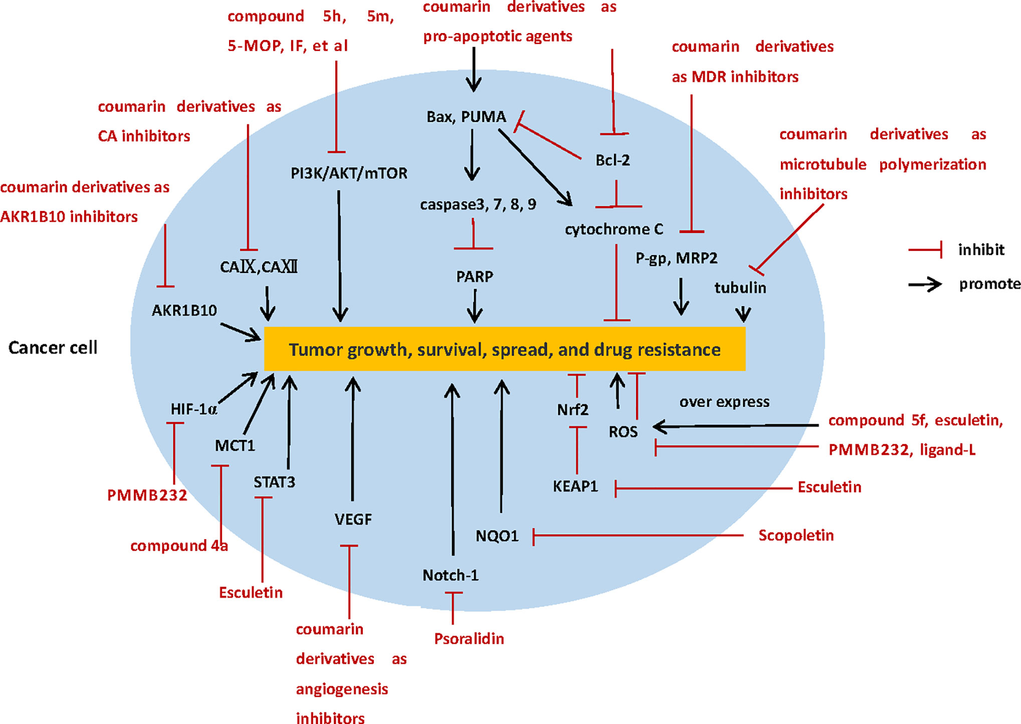 En cuanto tiempo crece un tumor maligno