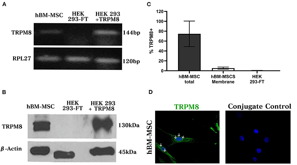 Frontiers | TRPM8 Channel Promotes the Osteogenic ...