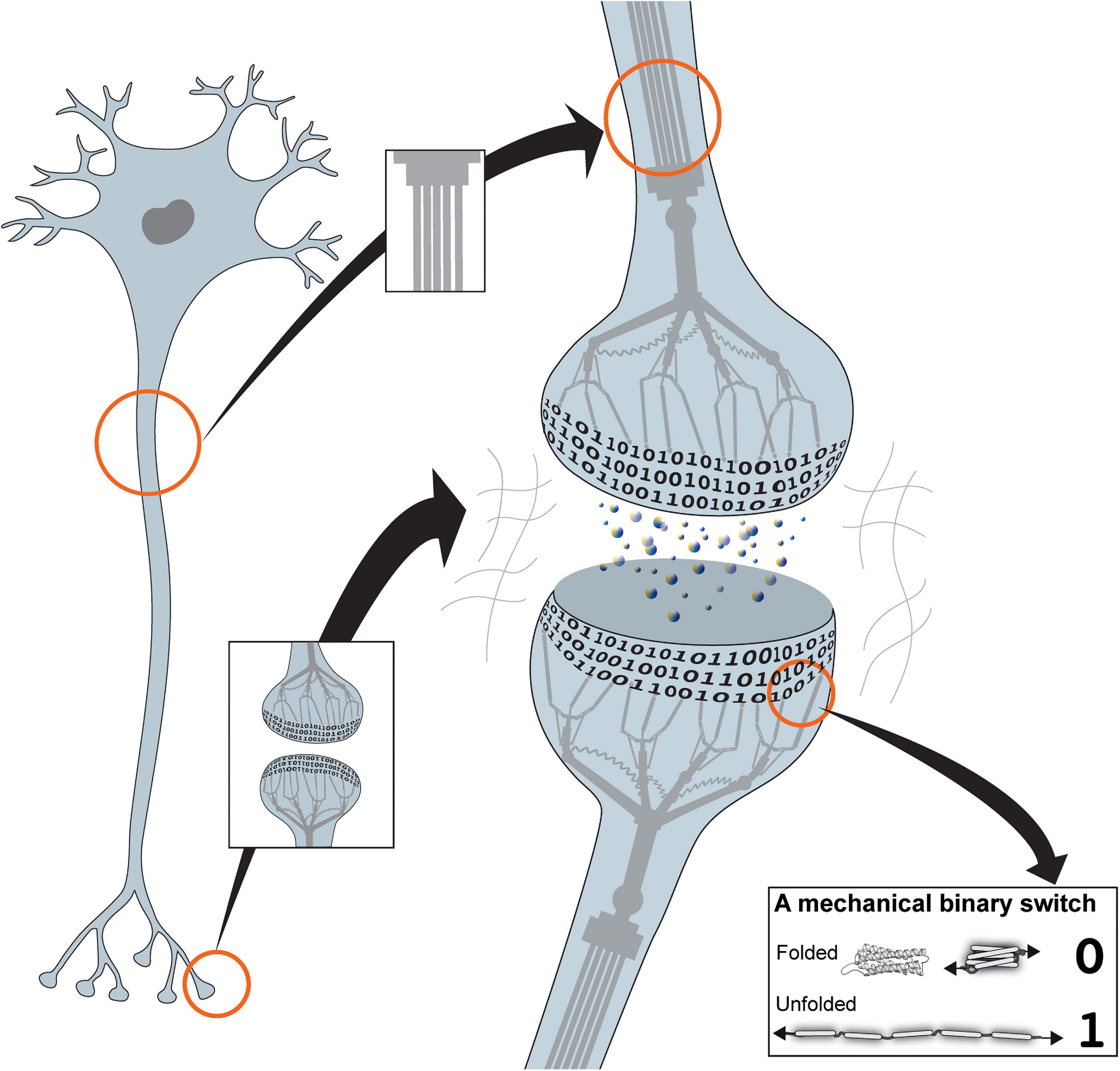 Molecular mechanisms of consolidation. After the encoding of a