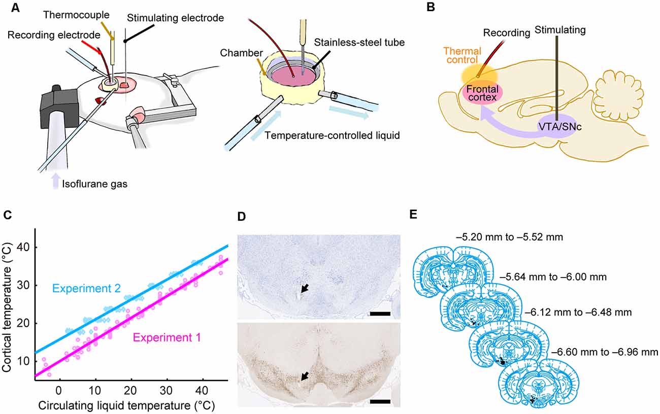 Frontiers  Brain Temperature Alters Contributions of Excitatory and  Inhibitory Inputs to Evoked Field Potentials in the Rat Frontal Cortex