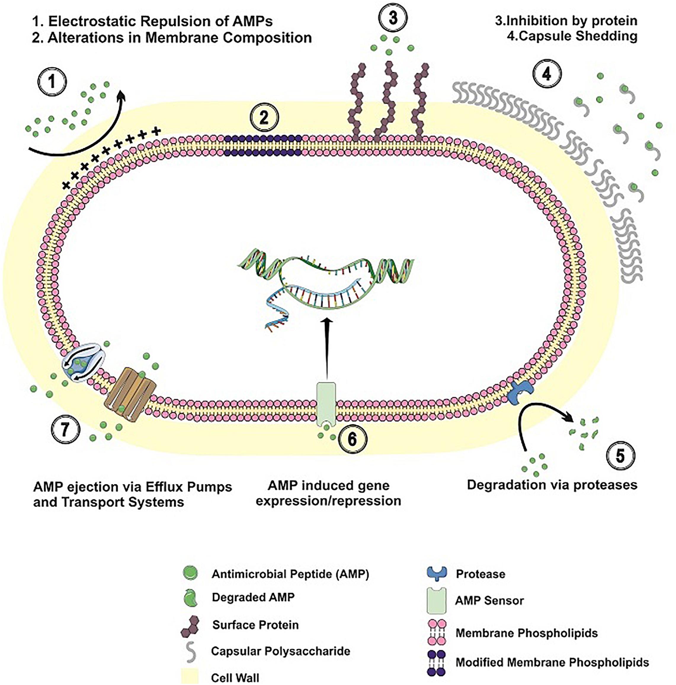 Frontiers | Resistance Mechanisms to Antimicrobial Peptides in Gram ...