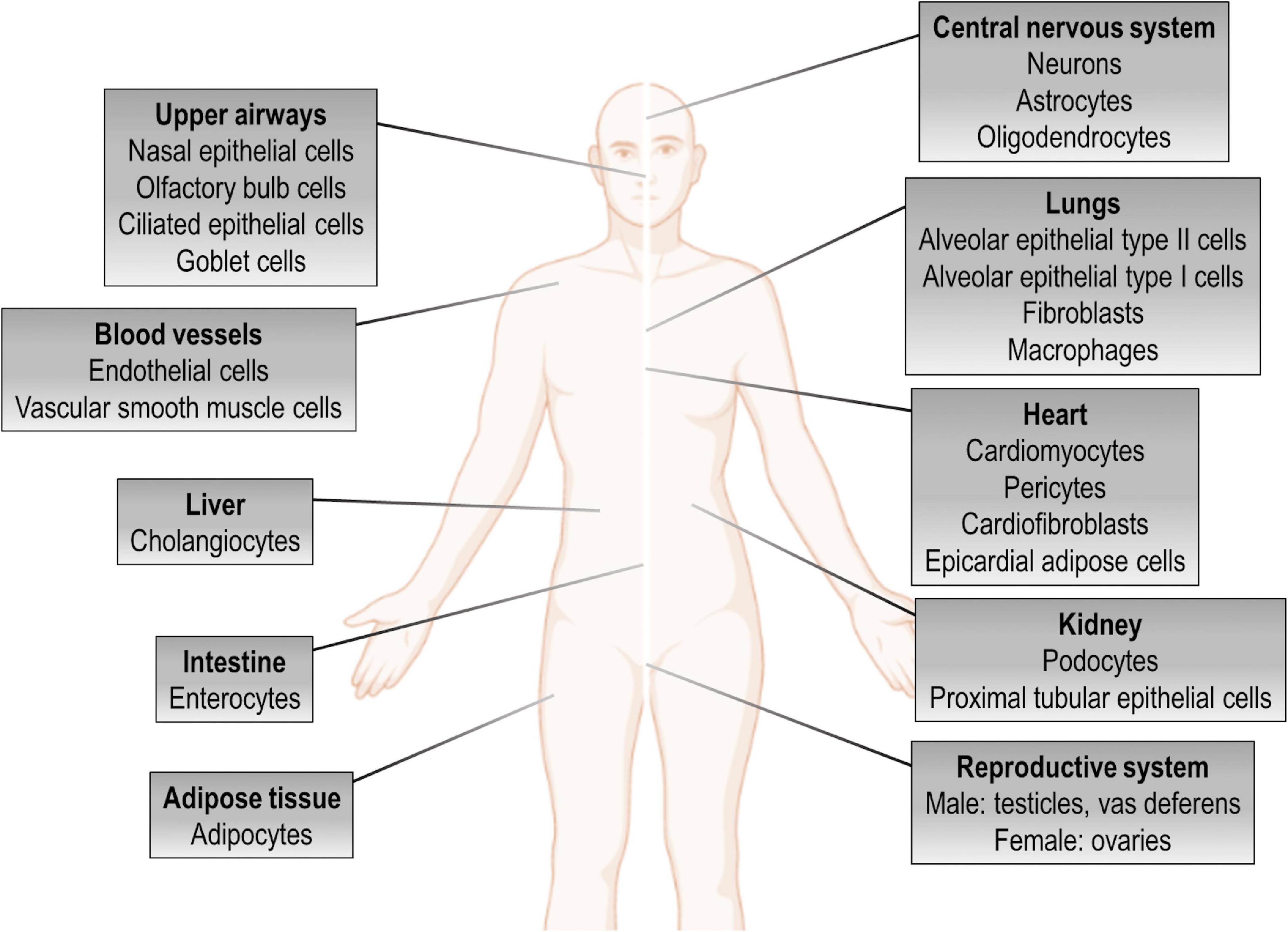 Frontiers Pathogenesis of Multiple Organ Injury in COVID-19 and Potential Therapeutic Strategies photo