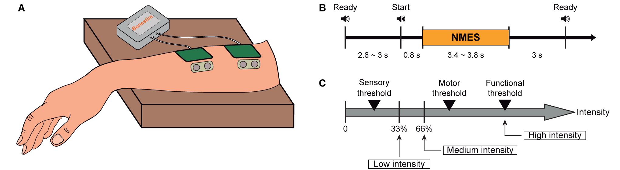 Frontiers  Intensity and Dose of Neuromuscular Electrical Stimulation  Influence Sensorimotor Cortical Excitability